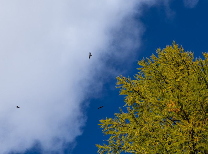 Alberi in Autunno a Cancano